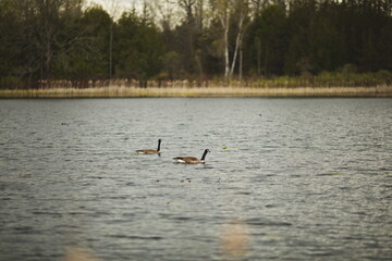 A Canadian Goose at Frink Conservation Area in Ontario, Canada. Nature and wildlife in North America.