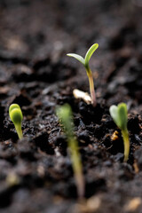 Young seedling growing from soil, new life concept. 
