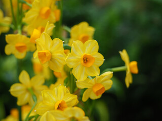 Tazetta Daffodil