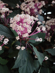 Bronze-Leaved Clerodendrum