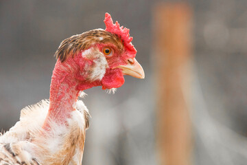 Chicken Head Poultry Farming of the French White-Necked Breed in the Countryside Outdoor Close Up