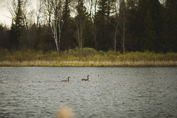 A Canadian Goose at Frink Conservation Area in Ontario, Canada. Nature and wildlife in North America.