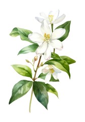 Fototapeta premium Jasmine flowers isolated on white background, watercolor illustration. Generative AI.