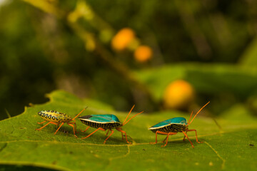 Insect walking on a tree trunk in the middle of the Amazon rainforest. Unfortunately I did not identify the species.