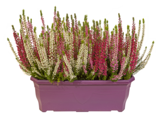 Jardinière de bruyères aux couleurs variées	
