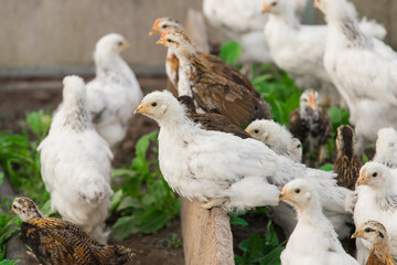 Group many white brama Colombian chickens against the background of green leaves, close-up