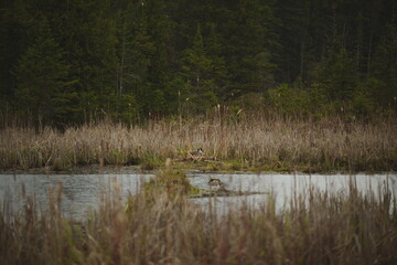 A Canadian Goose at Frink Conservation Area in Ontario, Canada. Nature and wildlife in North America.