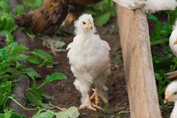 White brama Colombian chickens against the background of green leaves, close-up