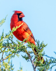 Cardinal in cedar