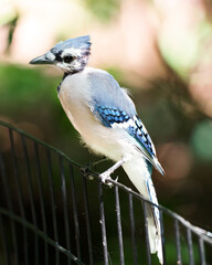 Bluejay on fence