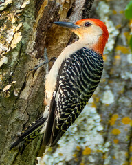 Red-bellied woodpecker