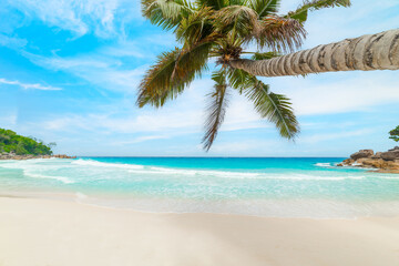 Fototapeta na wymiar Palm tree leaning over the sand in Anse Georgette beach