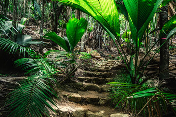 Stone steps in the jungle surrounded by huge plants