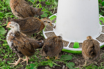 Brown small brama chickens at the feeder household poultry farming