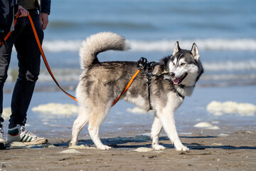 siberian husky dog on the beach