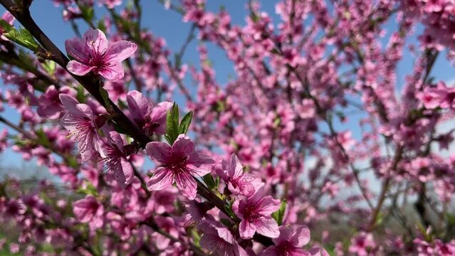 A peach tree in bloom with pink flowers in bright sunshine on a fine day. Against the blue sky.