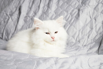 Cute fluffy white kitten sleeps on a grey blanket. Close-up of a resting pet