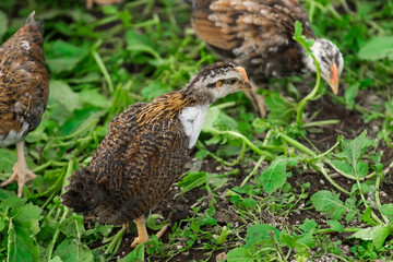 Brama Colombian chickens against the background of green leaves, close-up