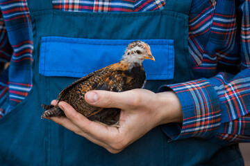 Obraz premium Brown dwarf chicken in farmer's hand close-up poultry farming household