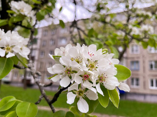 white pear tree flowers in spring in April