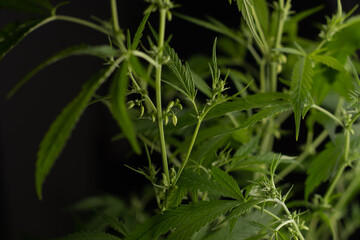 Male marijuana plant. Sativa, Indoor cultivation.