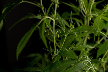 Male marijuana plant. Sativa, Indoor cultivation.