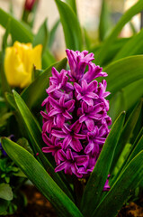 purple hyacinth and yellow tulip, blooming inflorescence in natural habitat, delicate flowers between green leaves, ornamental spring plant, close-up