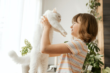 A girl plays with her beloved fluffy, white kitten. The child pets the cat. Attachment between...