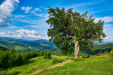 Idyllic landscape in the Alps with fresh green meadows and blooming flowers