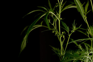 Male marijuana plant. Sativa, Indoor cultivation.