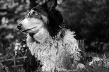 Majestic Black and White Collie