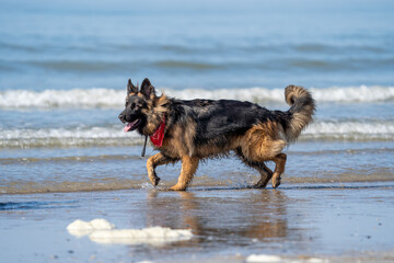 Fototapeta na wymiar King german shepherd dog on the beach