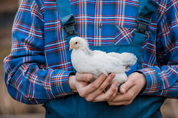 A man farmer in a shirt and overalls, holds a dwarf white chicken close up in his hands poultry farming © Andrey