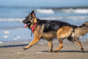 King german shepherd dog on the beach. King Shepherd
