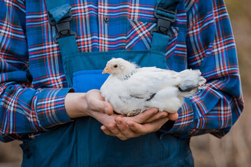 A man farmer in a shirt and overalls, holds a dwarf white chicken close up in his hands poultry farming agriculture