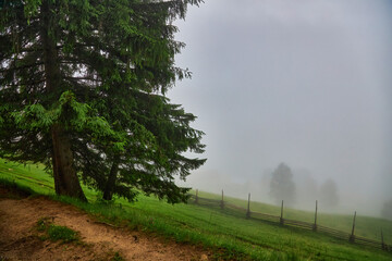 mountain meadow in morning light. countryside springtime landscape with valley in fog behind the forest on the grassy hill. fluffy clouds on a bright blue sky.