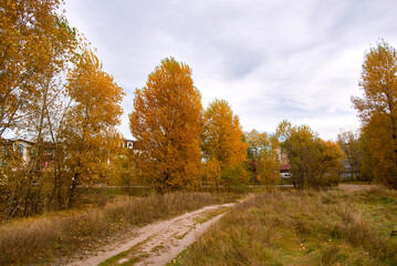 Bright yellow trees and grass and sky a cloudy day. Autumn landscape. Beauty of nature is around us.	