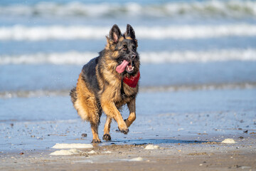 King german shepherd dog on the beach