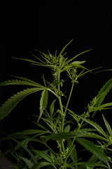 Male marijuana plant. Sativa, Indoor cultivation.