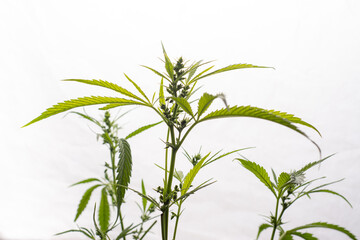 Fototapeta premium Male marijuana plant. Sativa, Indoor cultivation.