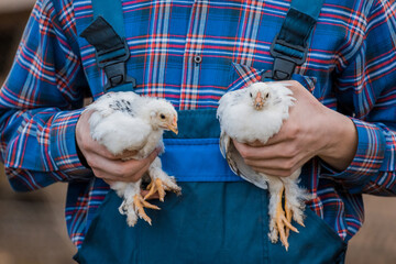 A man farmer in a shirt and overalls, holds a two dwarf white chickens close up in his hands...