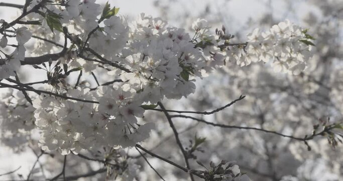 Cherry blossoms on tree branch gently blow in wind