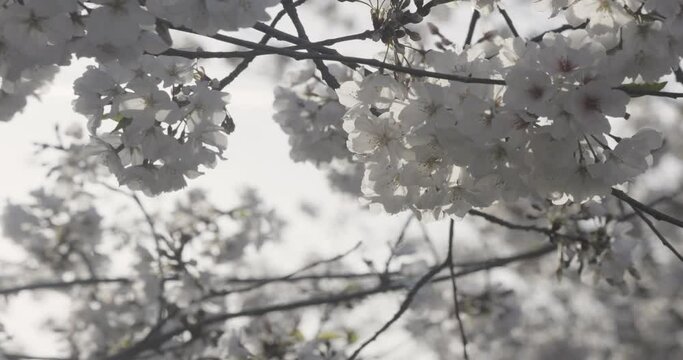 Closeup cherry blossoms on branches gently swaying in breeze