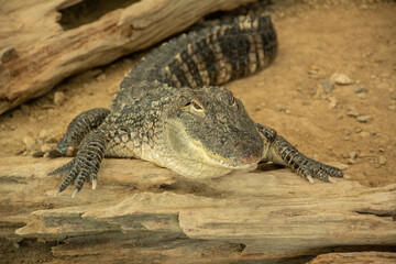 Beautiful portrait of an American alligator or gator (Alligator mississippiensis) in Louisiana, USA