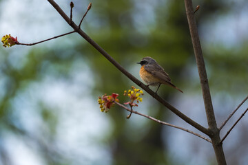Common Redstart is Sitting on a Branch with Lots of Colorful Flowers and Buds