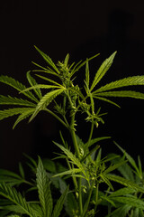 Male marijuana plant. Sativa, Indoor cultivation.