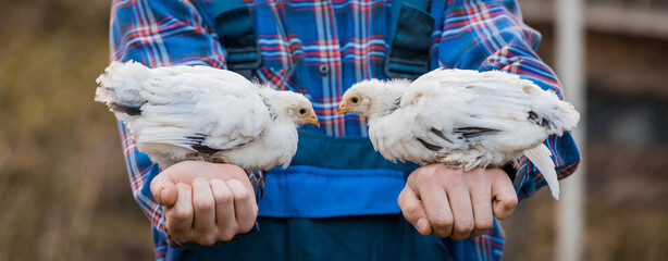 A man farmer in a shirt and overalls, holds a two dwarf white chickens close up in his hands poultry farming agriculture outdoor bird © Andrey