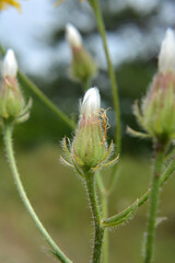 Crepis foetida grows in nature