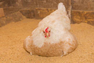 White village hen laying eggs or warming chickens in a barn