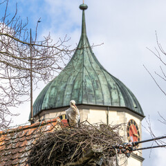 White Stork, Ciconia ciconia on the nest in Oettingen, Swabia, Bavaria, Germany, Europe